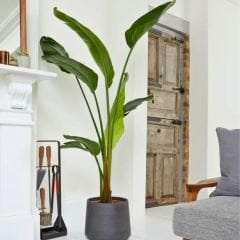 Strelitzia nicolai - Starliçe - Dev Cüce Muz - Cennet Kuşu