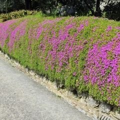 ﻿Acem halısı Fidesi - Drosanthemum floribundum