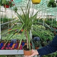 Dracaena Marginata Tekli Dikim 60 / 70 cm