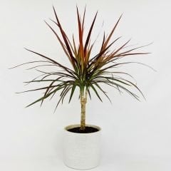 Dracaena Marginata Tekli Dikim 60 / 70 cm