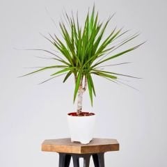 Dracaena Marginata Tekli Dikim 60 / 70 cm