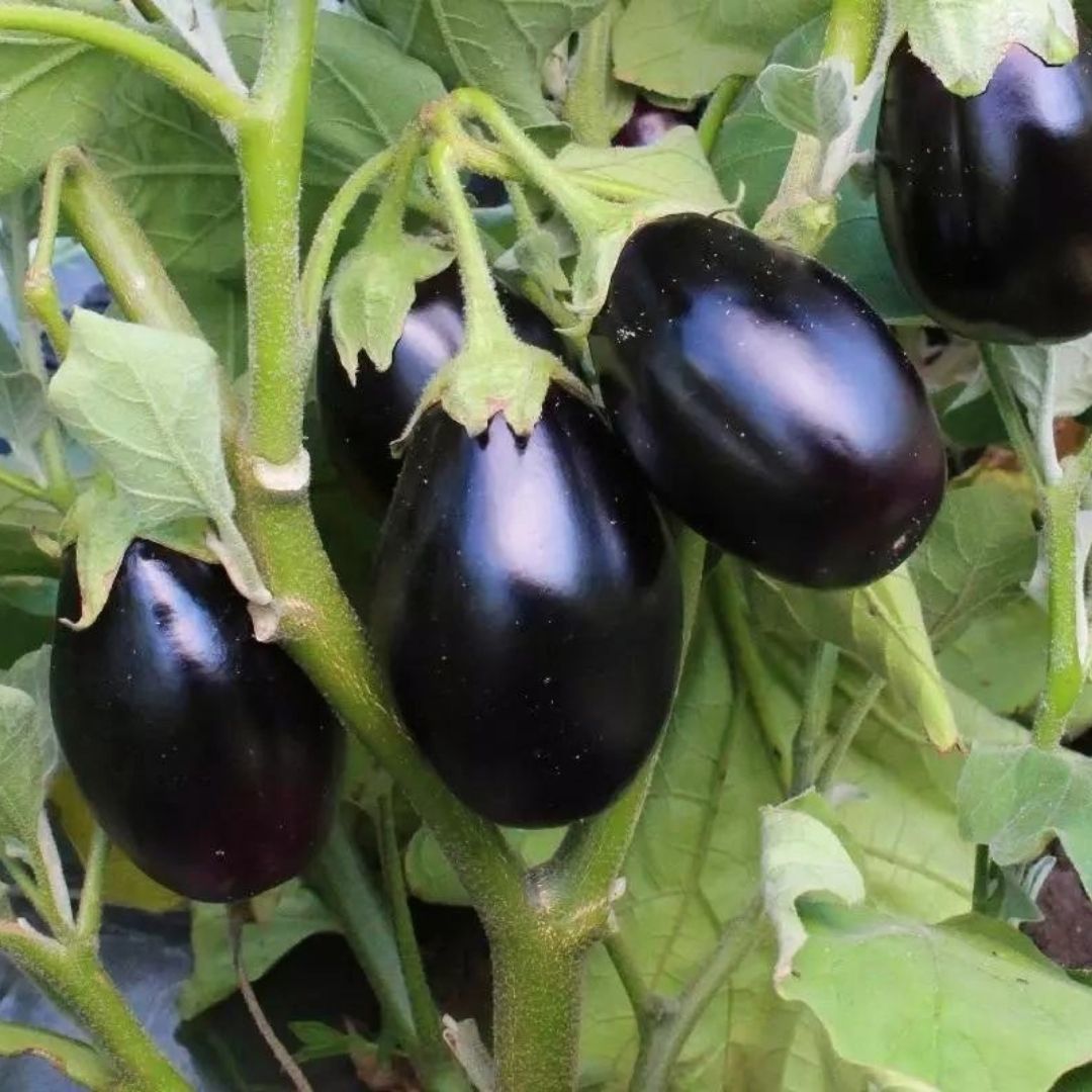 ﻿Bostan Patlıcan Tohumu Geleneksel – Top Patlıcan