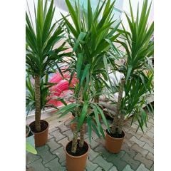 Yuka Bitkisi Jumbo Üç 'lü Dikim - Yucca Elephantipes