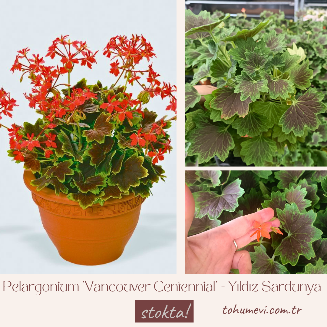 Pelargonium 'Vancouver Centennial' - Yıldız Sardunya 12 cm Saksıda