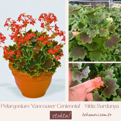 Pelargonium 'Vancouver Centennial' - Yıldız Sardunya 12 cm Saksıda
