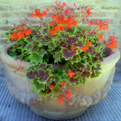 Pelargonium 'Vancouver Centennial' - Yıldız Sardunya 12 cm Saksıda
