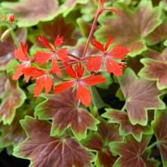 Pelargonium 'Vancouver Centennial' - Yıldız Sardunya 12 cm Saksıda