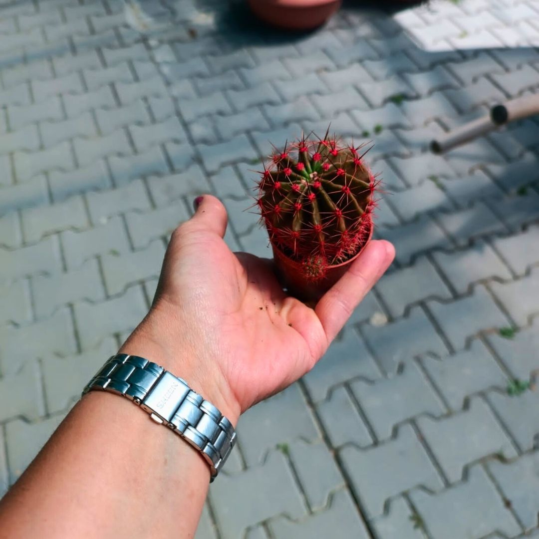 Şapkalı Mini Kaktüs Kırmızı Deco Plant- Melocactus Matanzanus