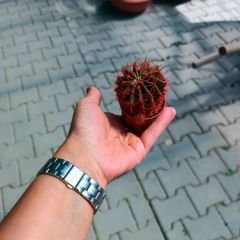 Şapkalı Mini Kaktüs Kırmızı Deco Plant- Melocactus Matanzanus