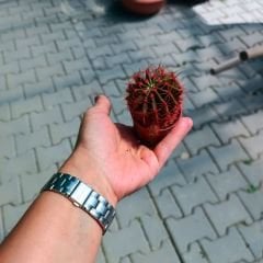 Şapkalı Mini Kaktüs Kırmızı Deco Plant- Melocactus Matanzanus