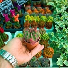 Şapkalı Mini Kaktüs Pembe  Deco Plant- Melocactus Matanzanus