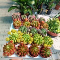 Şapkalı Mini Kaktüs Mor  Deco Plant- Melocactus Matanzanus