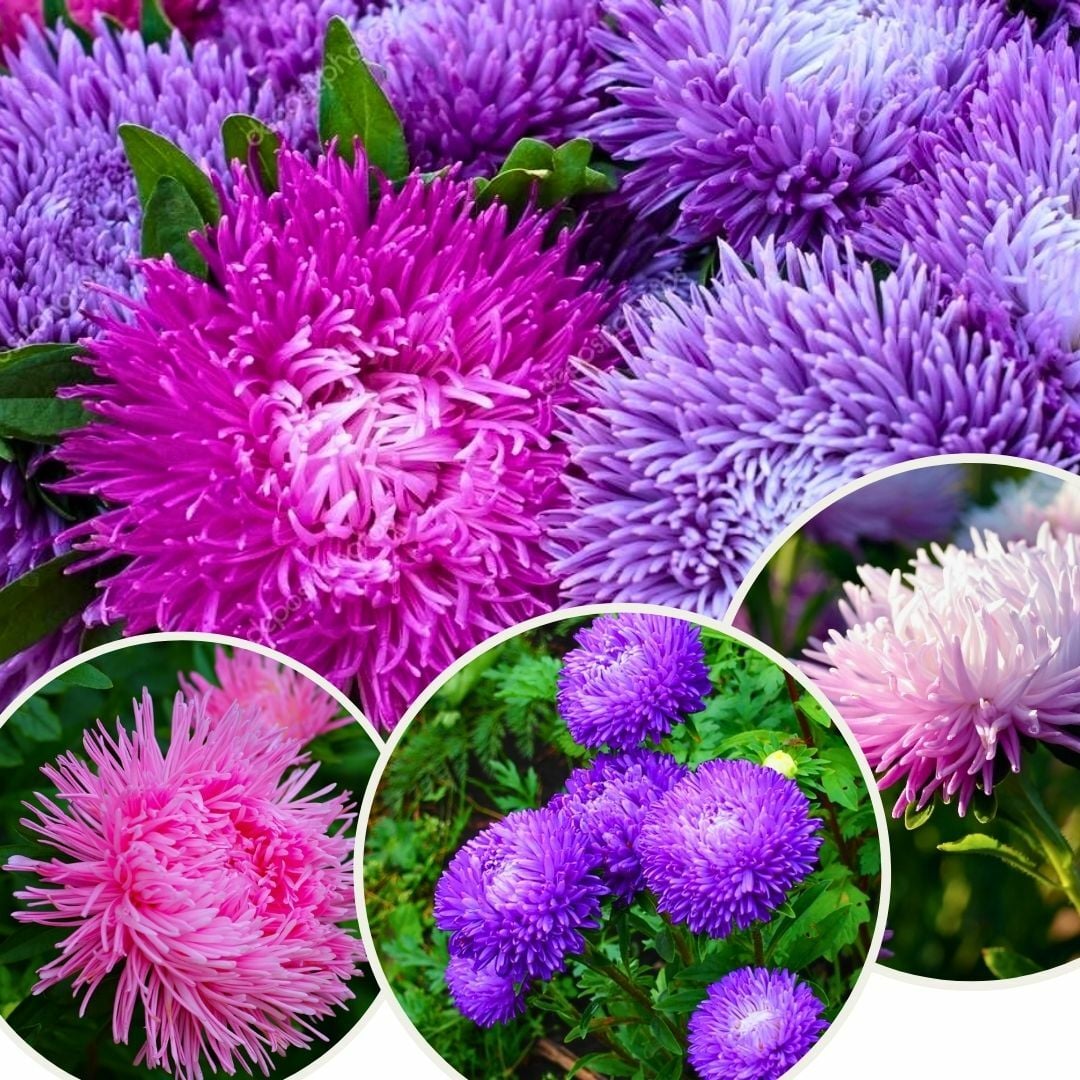 Ponpon Aster Papatya Tohumu Amerikan - Krizantem Variee