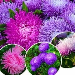 Ponpon Aster Papatya Tohumu Amerikan - Krizantem Variee