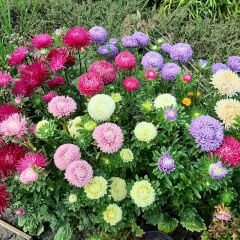 Ponpon Aster Papatya Tohumu Amerikan - Krizantem Variee