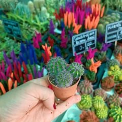 Şapkalı Mini Kaktüs Mor  Deco Plant- Melocactus Matanzanus