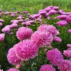 Ponpon Aster Papatya Tohumu Amerikan - Krizantem Variee