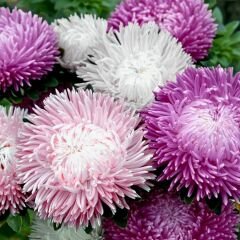 Ponpon Aster Papatya Tohumu Amerikan - Krizantem Variee