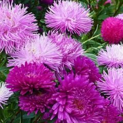 Ponpon Aster Papatya Tohumu Amerikan - Krizantem Variee