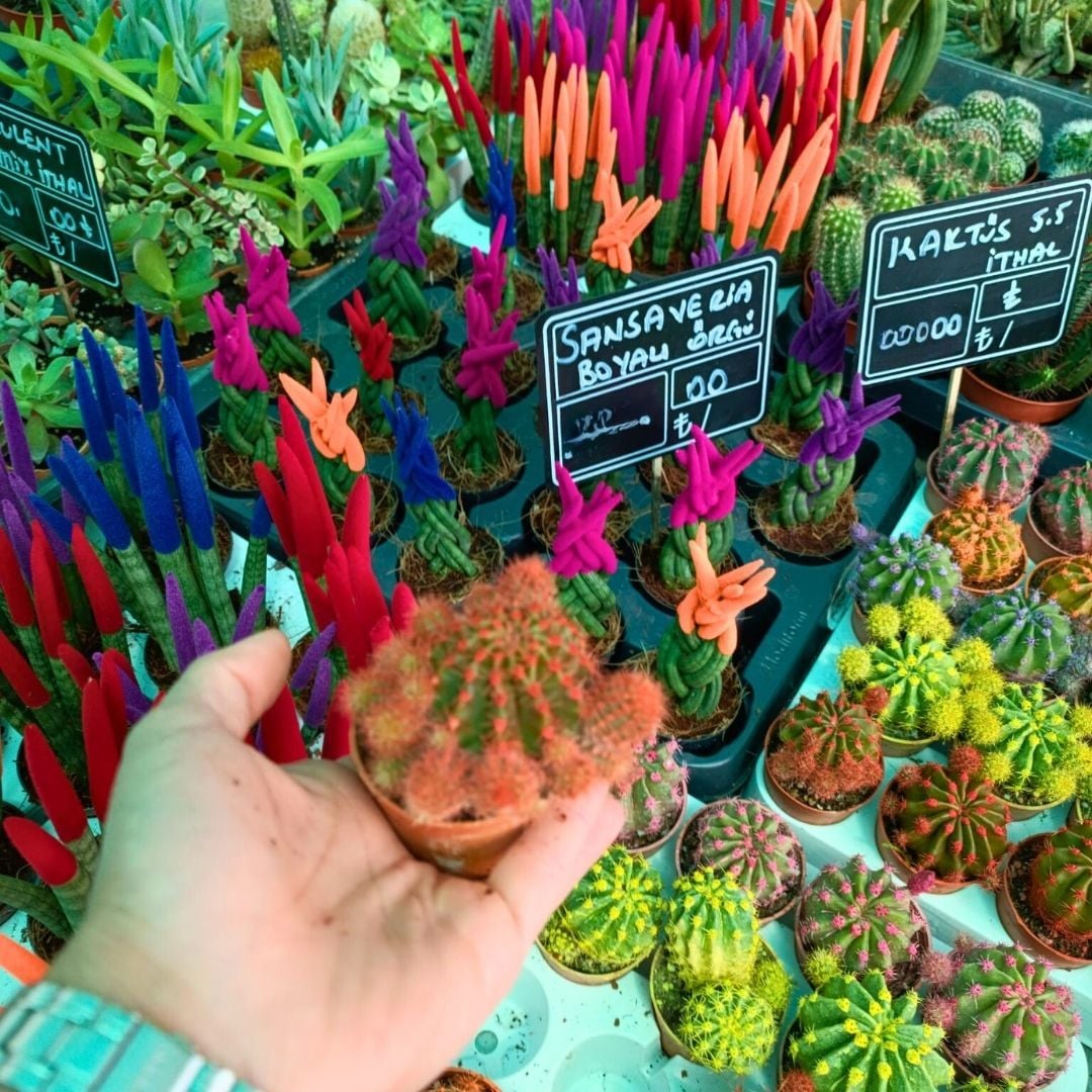 Şapkalı Mini Kaktüs Turuncu Deco Plant- Melocactus Matanzanus