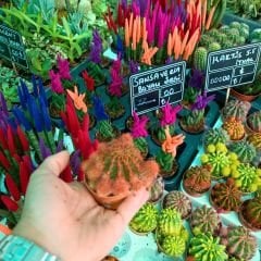 Şapkalı Mini Kaktüs Turuncu Deco Plant- Melocactus Matanzanus