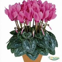 Sıklamen Çiçeği Saksıda - Cyclamen