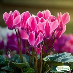 Sıklamen Çiçeği Saksıda - Cyclamen