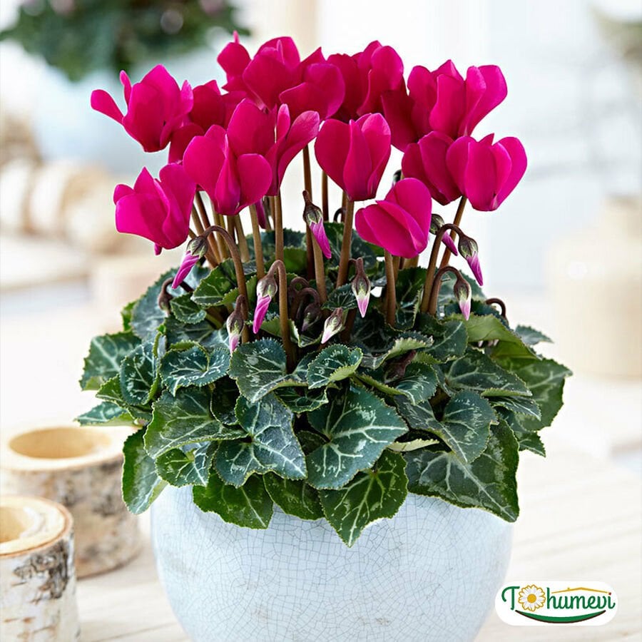 Sıklamen Çiçeği Saksıda - Cyclamen