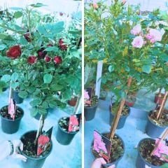 Mini baston gül İthal  Kırmızı - ROSACEAE