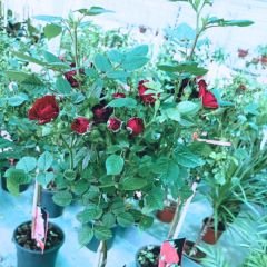 Mini baston gül İthal  Kırmızı - ROSACEAE