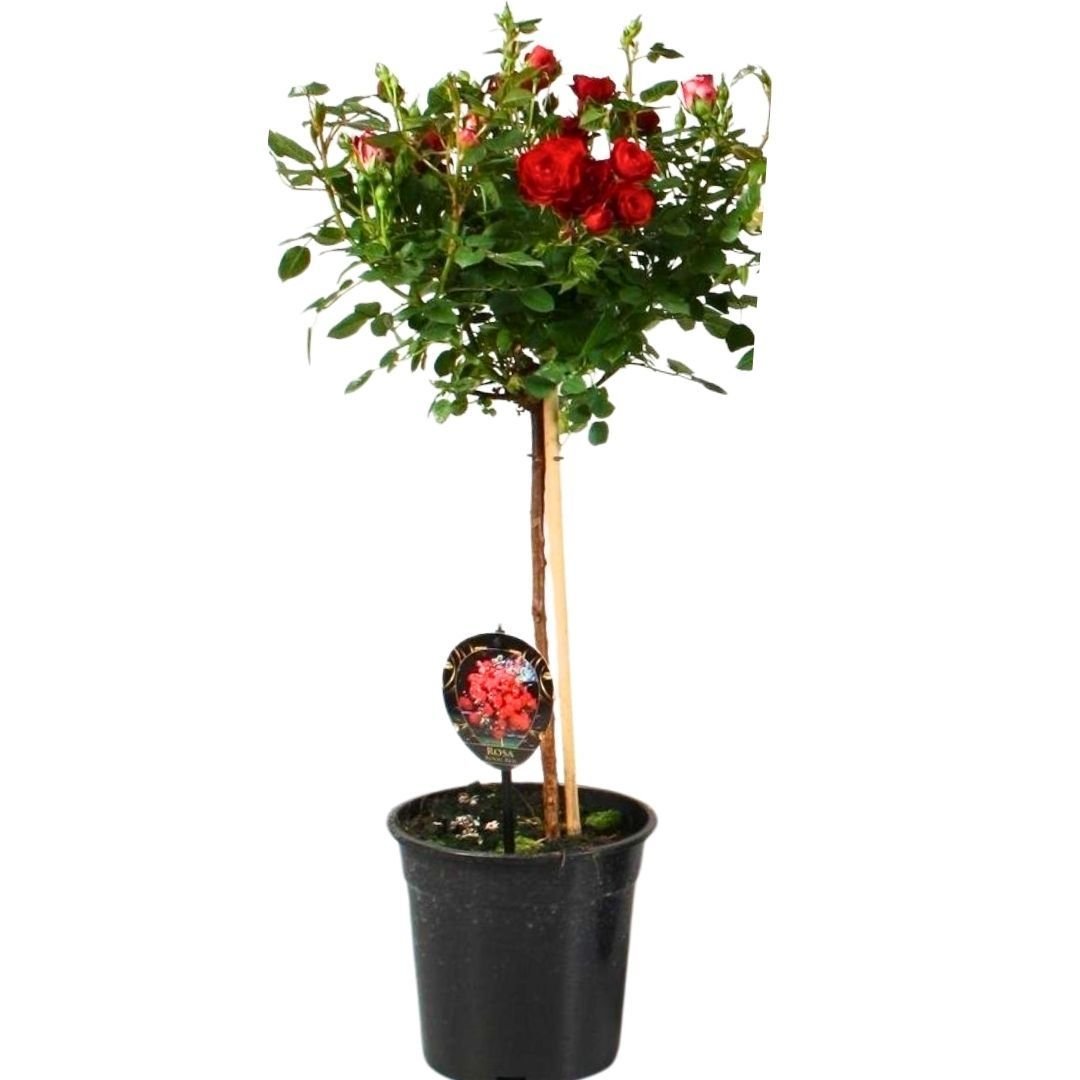 Mini baston gül İthal  Kırmızı - ROSACEAE