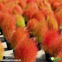 Yanan Çalı Süpürge Otu Çiçeği Tohumu - Kochia Scoparia