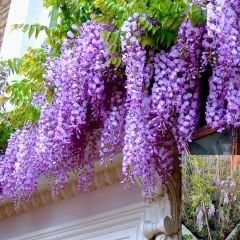 Mor Salkım Fidanı Sarmaşık – Wisteria