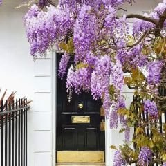 Mor Salkım Fidanı Sarmaşık – Wisteria