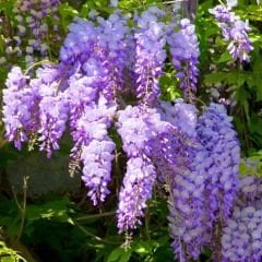 Mor Salkım Fidanı Sarmaşık – Wisteria