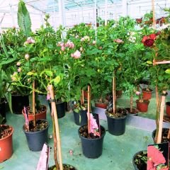 Mini baston gül İthal  Pembe - ROSACEAE