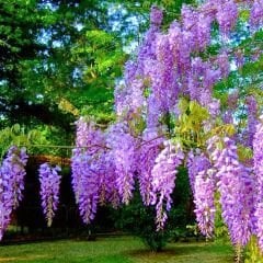 Mor Salkım Fidanı Sarmaşık – Wisteria
