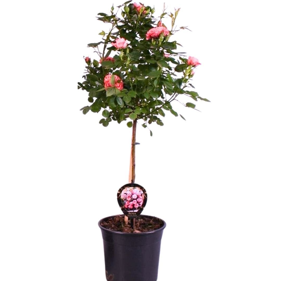 Mini baston gül İthal  Pembe - ROSACEAE
