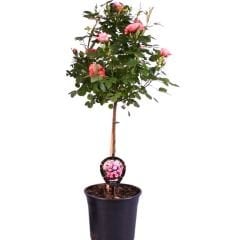 Mini baston gül İthal  Pembe - ROSACEAE
