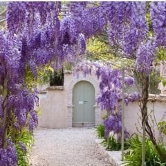 Mor Salkım Fidanı Sarmaşık – Wisteria