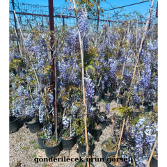 Mor Salkım Fidanı Sarmaşık – Wisteria