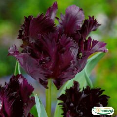 ﻿Black Parrot Lale Soğanı – Tulipa