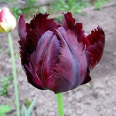 ﻿Black Parrot Lale Soğanı – Tulipa