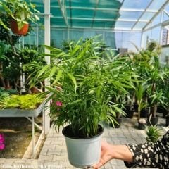 Şamadora - Dağ Palmiyesi - Chamaedorea elegans