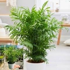 Şamadora - Dağ Palmiyesi - Chamaedorea elegans