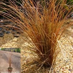 Kareks - Çikolata Kareksi - Carex Comans Milk Chocolate