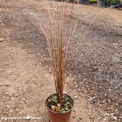 Kareks - Çikolata Kareksi - Carex Comans Milk Chocolate