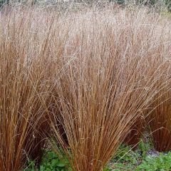 Kareks - Çikolata Kareksi - Carex Comans Milk Chocolate