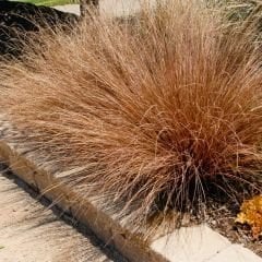 Kareks - Çikolata Kareksi - Carex Comans Milk Chocolate