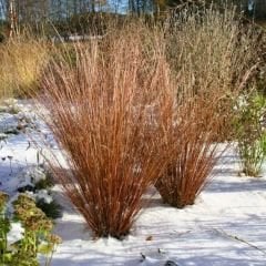 Kareks - Çikolata Kareksi - Carex Comans Milk Chocolate